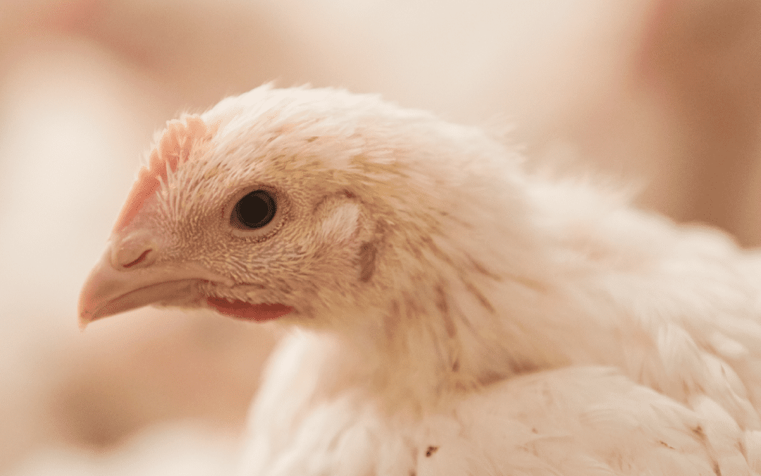 BROILER PRICE CHANGE FEBRUARY 12, 2023