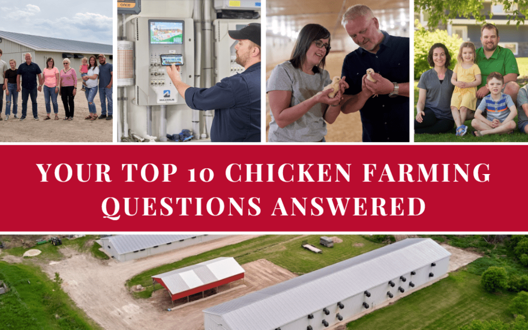 YOUR TOP 10 CHICKEN FARMING QUESTIONS ANSWERED