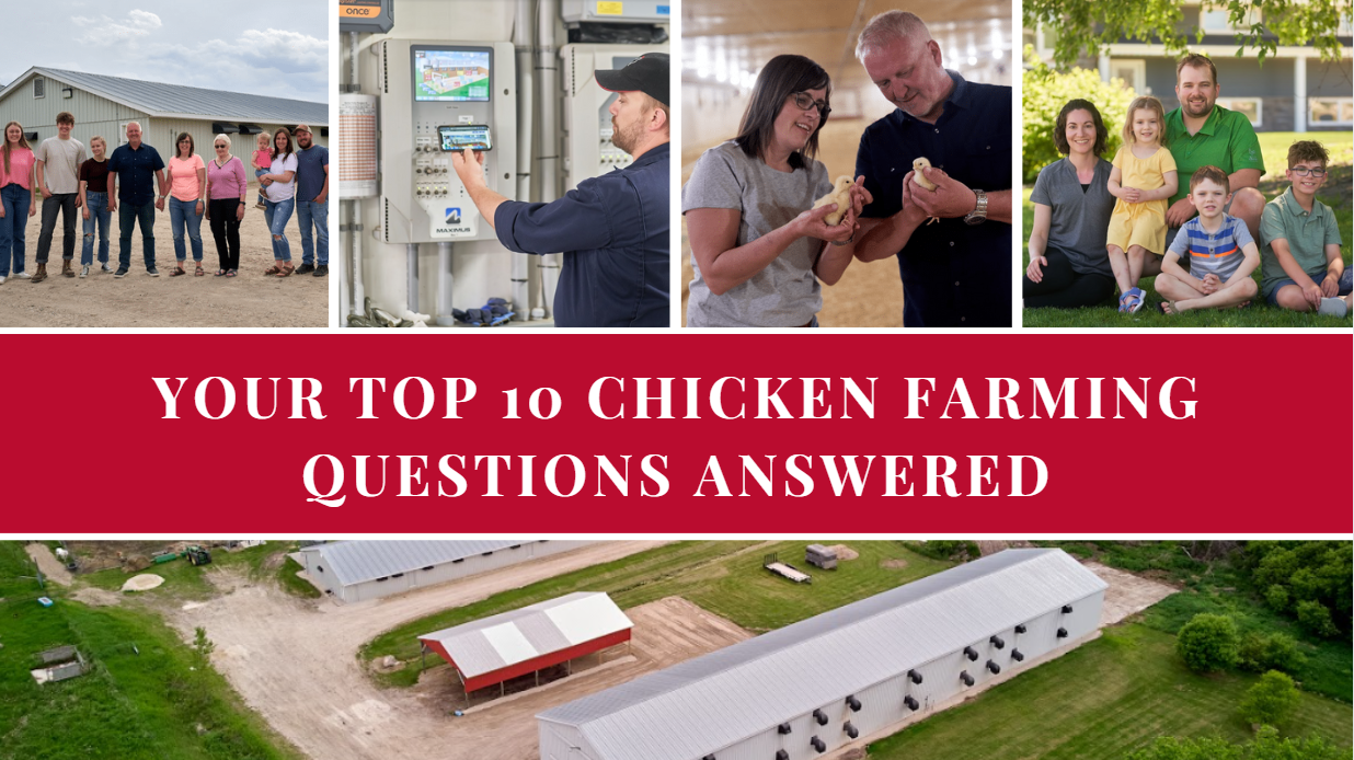 YOUR TOP 10 CHICKEN FARMING QUESTIONS ANSWERED